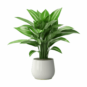 African sheepbush