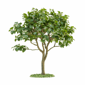 Ficus Lyrata